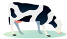 Cows